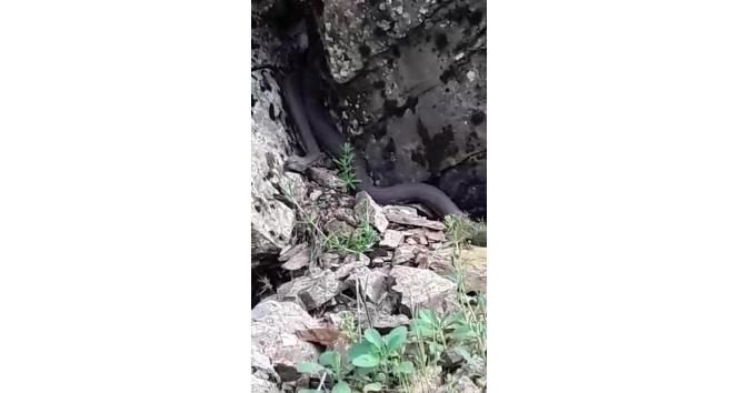 Türkiye’nin zehri en ölümcül ve en büyük yılanı Muş’ta görüldü