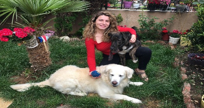 Çengelköy’de dehşet: Oyuncu Gamze Topuz’un köpeklerine çivili kemik attılar