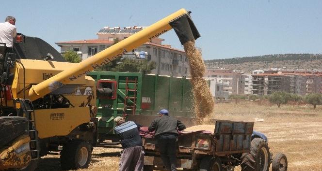 Kilis’te hububat hasadı sürüyor