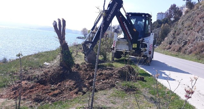 Sinop Belediyesi: &quot;Kayalık Sokak’taki zeytin ağaçları iyileştirildi&quot;
