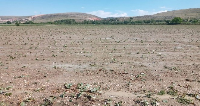 Amasya’da etkili olan dolu tarım arazilerini vurdu
