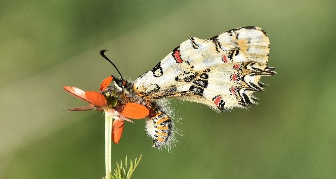 (Özel) Van Gölü Havzası’ndaki kelebek türleri kayıt altına alınıyor