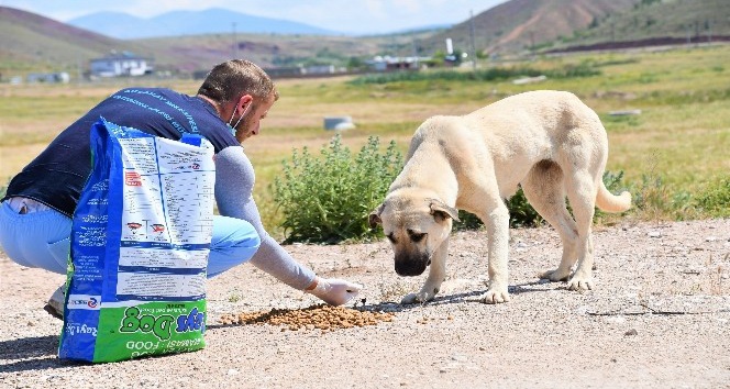 Aksaray Belediyesi sokak hayvanları için mama ve su desteği sağlıyor
