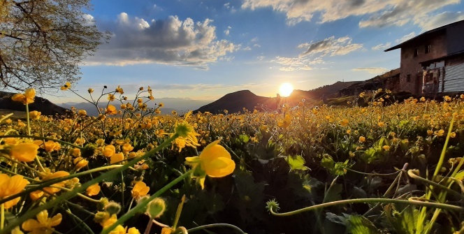 Gümüşhane yaylalarında görsel şölen başladı