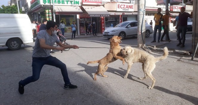 Köpekler birbirine zarar vermesin diye kendini tehlikeye attı