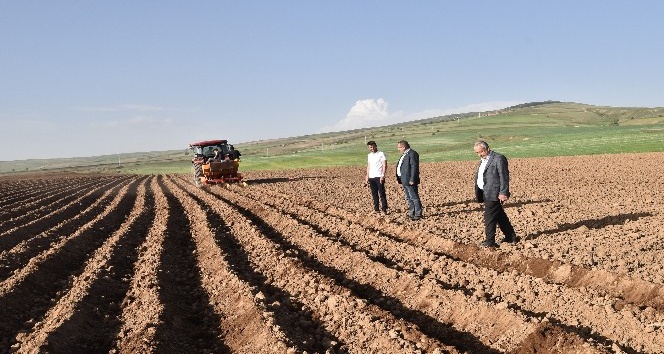 Ahlat’ta 50 bin dekar alanda patates ekimi yapılıyor
