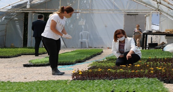 Safranbolu Belediyesi tarım üretimine başladı