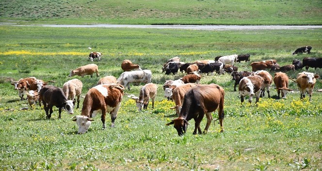 Terörün kökü kazındı, yaylalar şenlendi