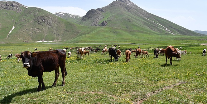 Terörün kökü kazındı, yaylalar şenlendi