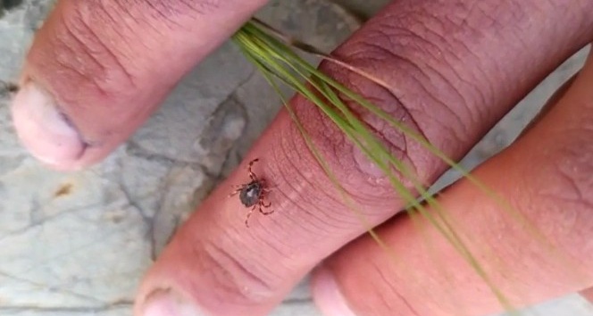 Tokat’ta, mahallede kene korkusu