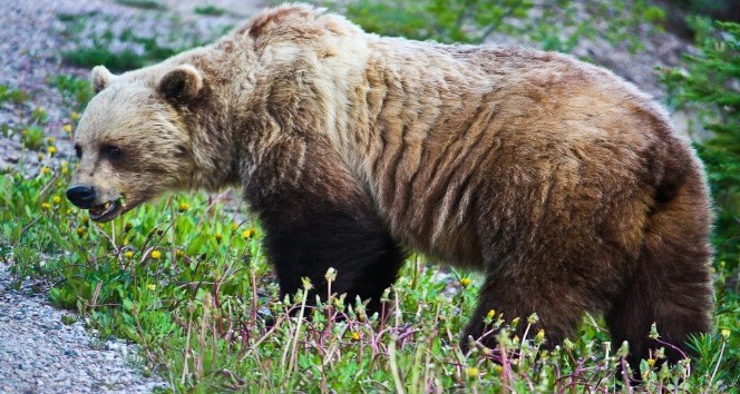 Ormanda ayı saldırısına maruz kalmamak için yapılması gerekenler