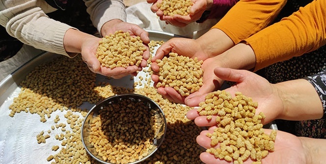 Bu köy dünyaya dut ihraç ediyor