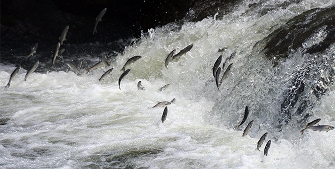Uçan balıklardan görsel şölen