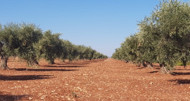 Kilis zeytinyağına altın madalya