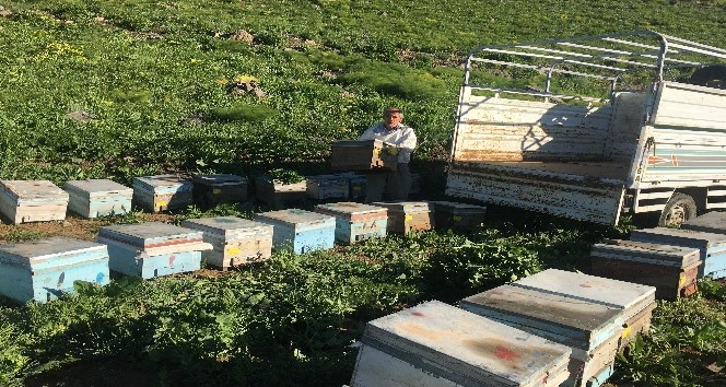 Huzur ortamı sağlandı arıcılar Kel Mehmet Dağlarına koştu