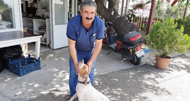 10 bin lira kredi çekip yaralı köpeği tedavi ettirdi