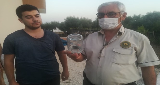 Nadir görülen geyik böceği Osmaniye’de ortaya çıktı