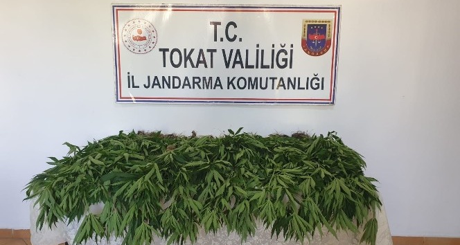 Ormanlık alanda Hint keneviri ele geçirildi