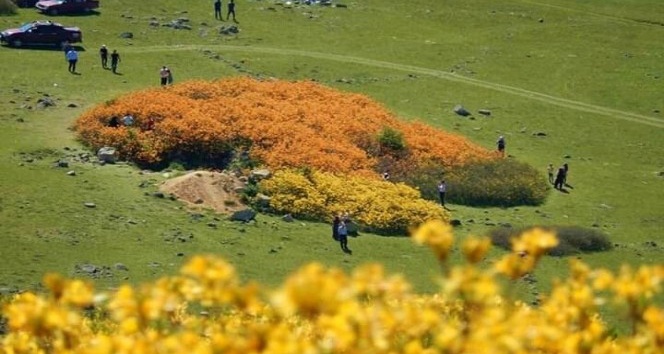 Efsane çiçekler açtı