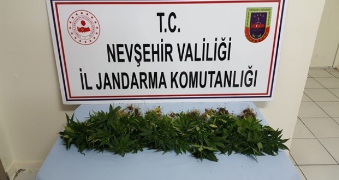 Avanos’ta 39 kök Hint keneviri ele geçirildi