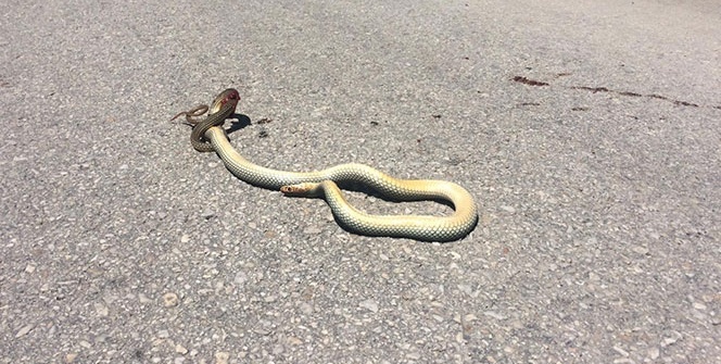 Yılanlar havaların iyice ısınmasıyla ortaya çıkmaya başladı