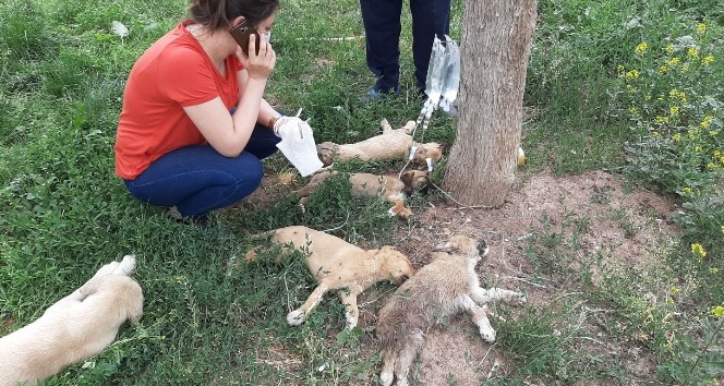 Tokat’ta yürekli burkan görüntü; 5 yavru köpek ölmek üzereyken bulundu