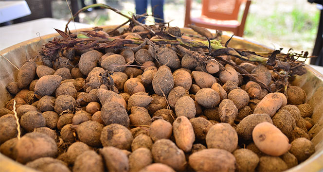 Karadeniz tarımına alternatif ürün: Salep