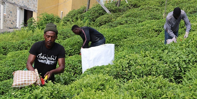 Çay bahçeleri Birleşmiş Milletler gibi