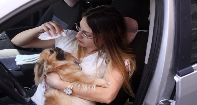 Sahibi tarafından arabada bırakılan Şanslı isimli köpek, duyarlı vatandaşlar sayesinde kurtuldu