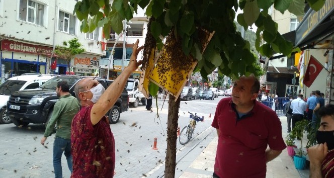 Oğul veren arılar cadde ortasındaki ağaca konunca paniğe neden oldu