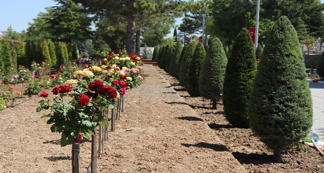 Karaman’da şehir mezarlığındaki güller rengarenk açtı