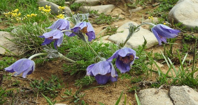 Erzincan 500 dolayında endemik bitkiye ev sahipliği yapıyor