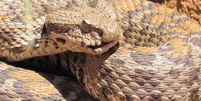 Tunceli’de Wagner Engereği tespit edildi