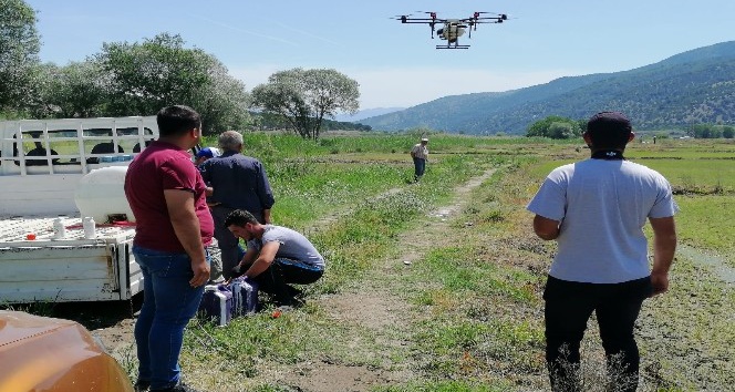 Çorumlu çiftçiler çeltik tarlalarını drone’larla ilaçlıyor