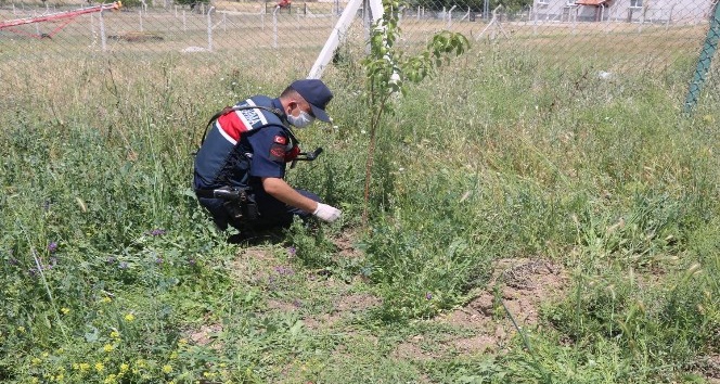 Kırıkkale’de 112 kök kenevir bitkisi ele geçirildi
