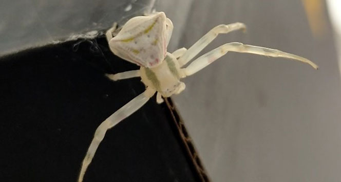 Görenlerin gözlerine inanamadığı ‘insan yüzlü örümcek’ hayrete düşürüyor