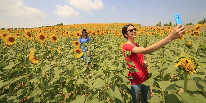 Ayçiçekleri açtı, fotoğraf tutkunları tarlalara koştu