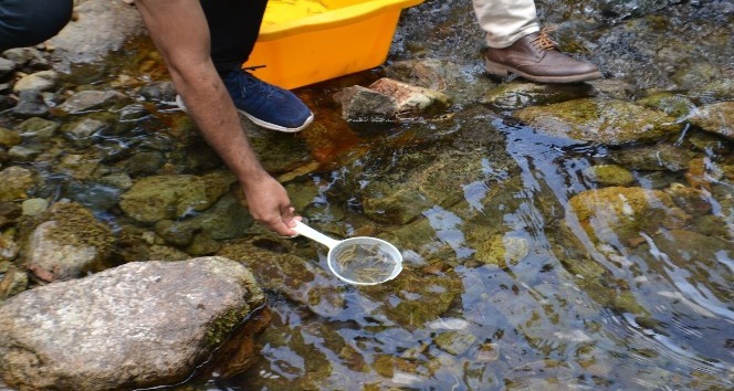 Giresun’da alabalık yavruları dereye salındı