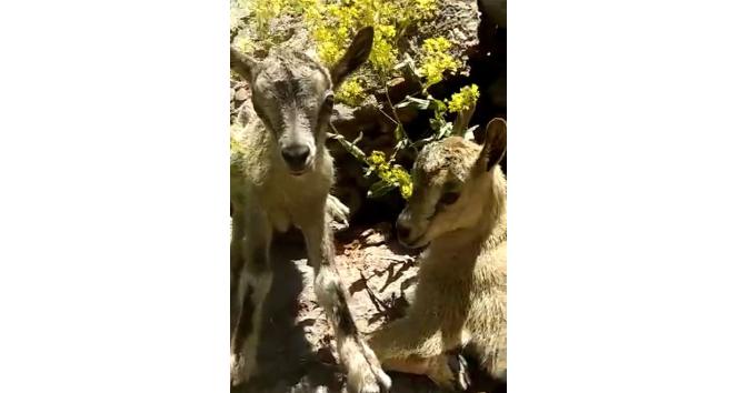 Tunceli’de yeni doğmuş dağ keçileri görüntülendi