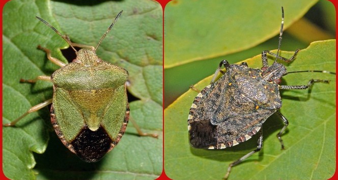Fındıkta yeşil ve kahverengi kokarcaya karşı mücadele uyarısı