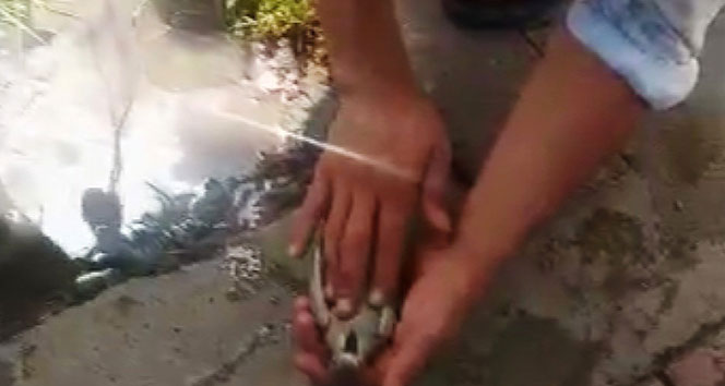 Suni teneffüs ve kalp mesajı ile kuşu hayata döndürdü