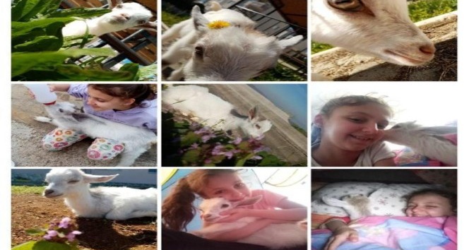 (Özel) Bebek bezli keçiler apartmana taşındı