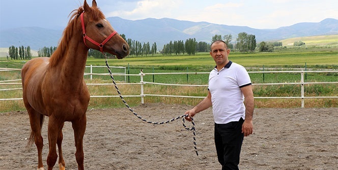 Yarışların efsane atları Erzincan'da yetişiyor