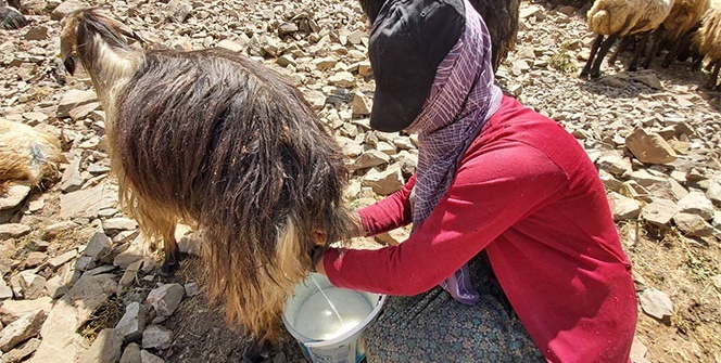 Bitlis’te berivanlar sezonu açtı