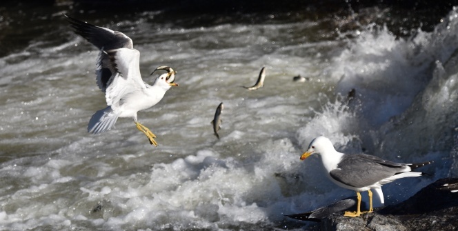 Martıların balık avı görsel şölen sunuyor