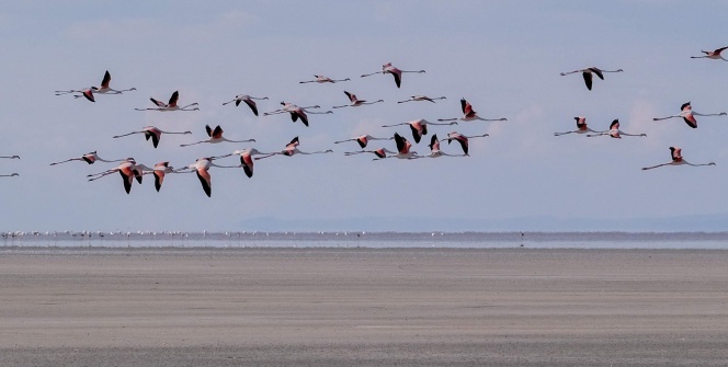 Doğa harikası Tuz Gölü’nde yavru flamingo şöleni