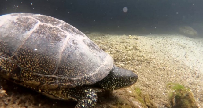 Tödürge gölü su altı görüntüleri ile büyüledi