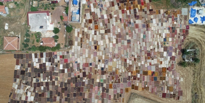 Halı tarlaları sezonu açtı, buğday arazilerinde renk cümbüşü yaşandı