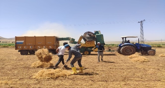 Mardin’de mercimek verimi çiftçinin yüzünü güldürdü