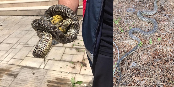Yılanlar her yeri sardı! Uyarı geldi - Vatandaşlar tedirgin...